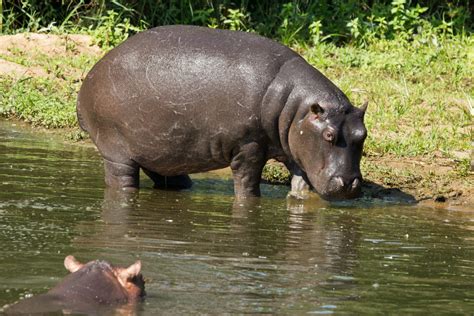 Gambar Hewan Margasatwa Kebun Binatang Afrika Binatang Menyusui