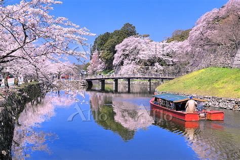 桜の咲く彦根城のお堀めぐりの屋形船 滋賀県 彦根市 210111871 の写真素材 アフロ