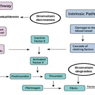 Effect of Bromelain on certain mediators of acute inflammation ...