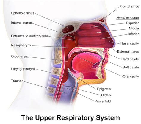 Septum And Turbinate Surgery