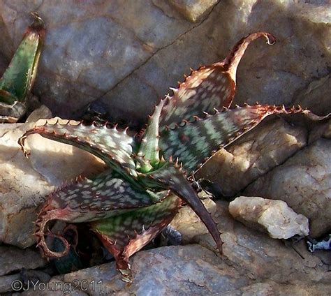 Natures World Of Wonder Spotted Aloe Aloegreatheadii
