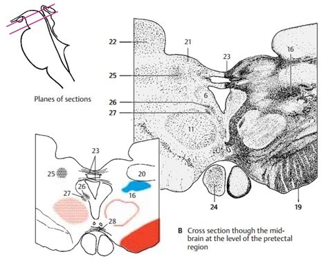 Cross Section Through The Pretectal Region Of The Midbrain