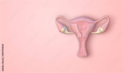 Cross Section Image Of Women Uterus With Uterine Wall Uterine Cavity