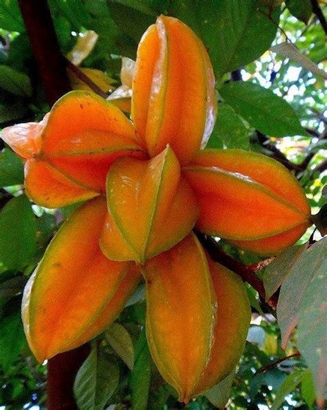 Melocoton se conoce en Nicaragua, otros carambola y los americanos la ...