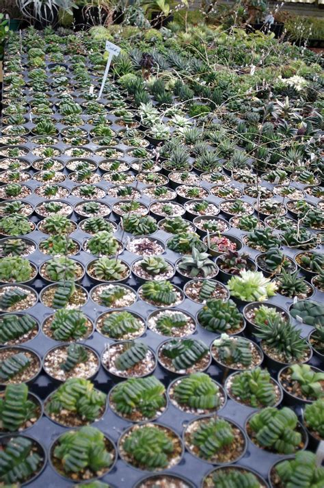 Haworthia Breeding Ground Rhaworthia