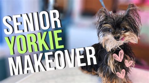 Senior Yorkie Grooming Transformation Full Groom Youtube