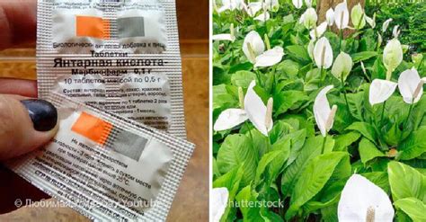 Волшебная таблетка: почему комнатным растениям не обойтись без янтарной ...