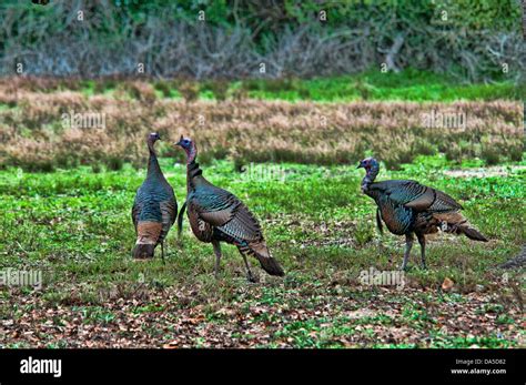 Wild Turkey Melagris Gallapavo Aransas National Wildlife Refuge Texas Usa United States