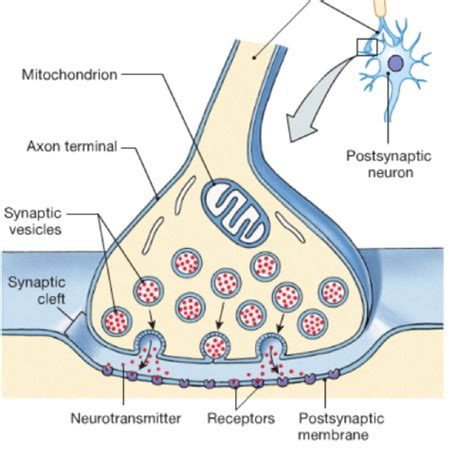 Chemical Synapse Flashcards Quizlet