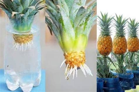 Un Guide Simple Pour Faire Pousser Des Ananas Dans Leau La Maison