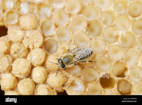 Honey Bee Apis Mellifera Drone Larvae In Brood Cells Shortly Before The Transition Into The