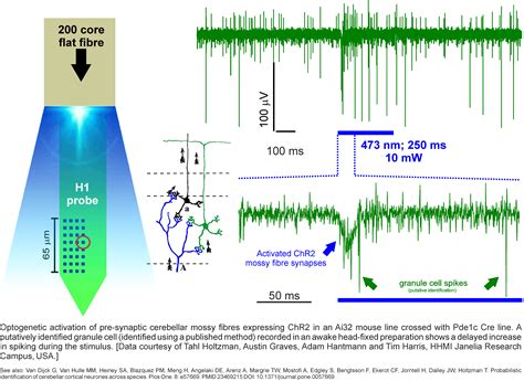 Optogenetics Cambridge Neurotech