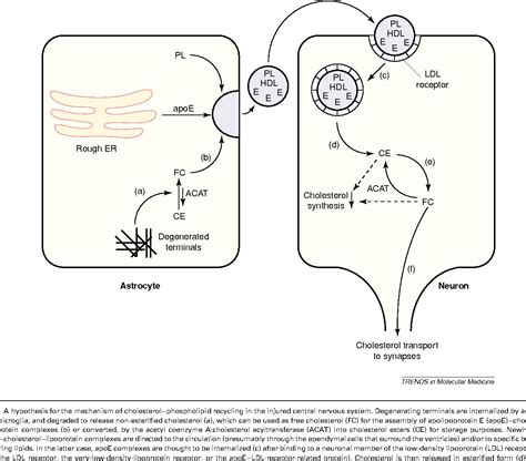 Pdf Apolipoprotein E And Cholesterol Metabolism In The Pathogenesis