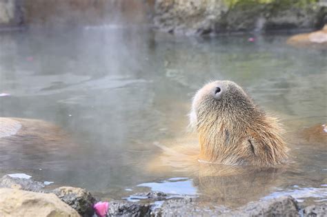 映像旅行 到伊豆半島賞河津櫻、看水豚君泡溫泉in日本熱海、伊東、河津 Feat Canon Eos R6 Mark Ii 個人看板板