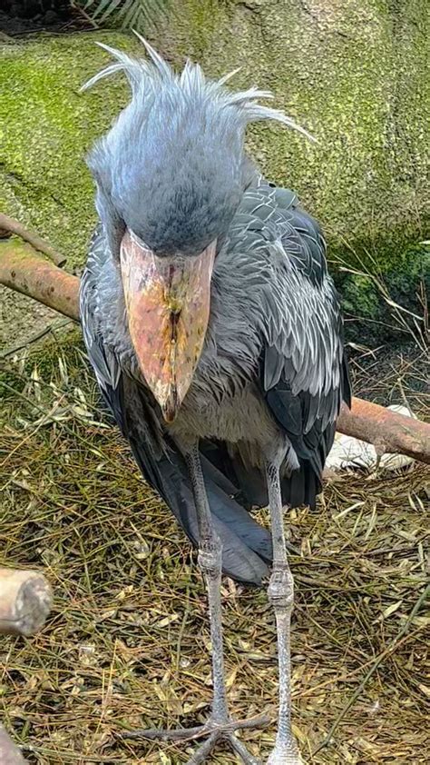 那須どうぶつ王国 On Twitter 実は動かない鳥なのです😆 ハシビロコウ カシシ 那須どうぶつ王国