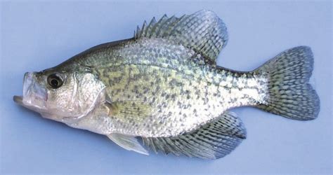 Black Crappie Fish