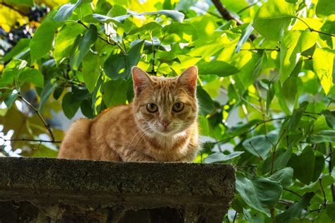 Comment Emp Cher Les Chat De Venir Dans Mon Jardin