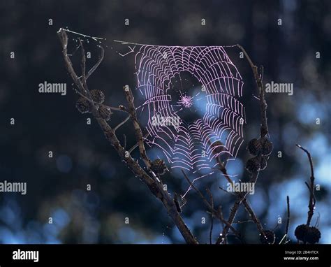 Spider web with dew Stock Photo - Alamy