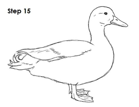 How To Draw A Duck