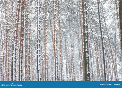 Snow Covered Pine Trees In Winter Forest Stock Image Image Of