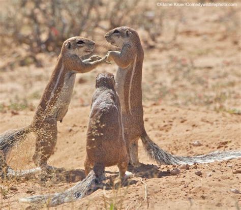 Hysterical Winners From This Years Comedy Wildlife Photography Awards