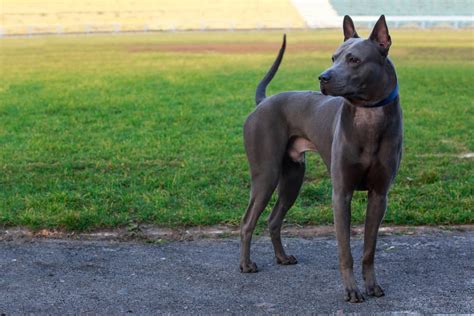 Thai Ridgeback im Rassen Porträt Mit Bildern Infos