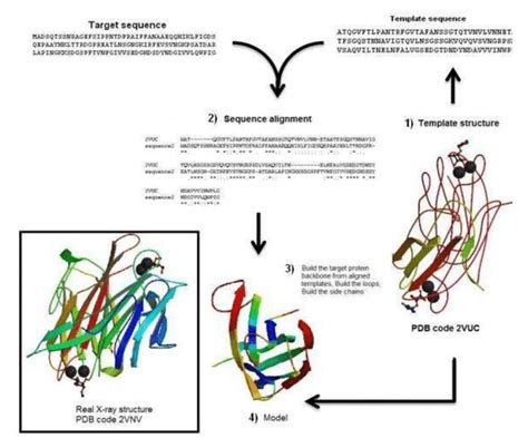 Four Main Steps To Solve A Protein Structure By X Ray Crystallography