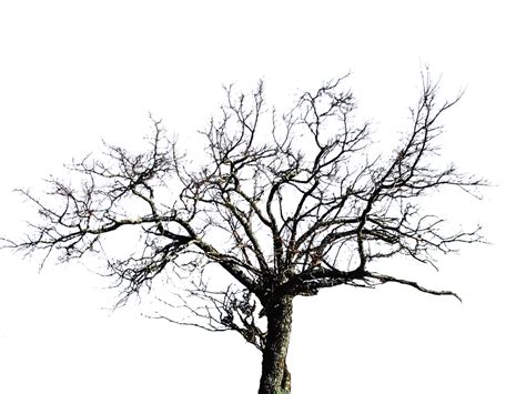 Dead Tree Png Isolated File Png Mart