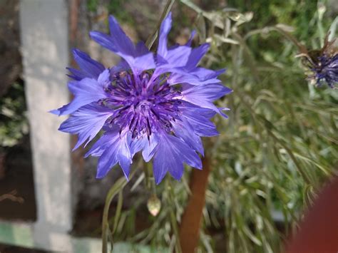 Centaurea Cyanus 꽃 관상용 식물 - Pixabay의 무료 사진