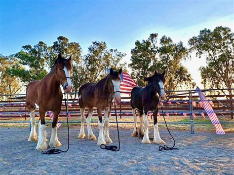 Clydesdale - Western States Horse Expo