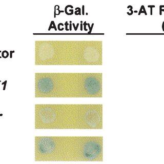 Mapping Upf1p Dbp2p Interaction Domains A Schematic Representation