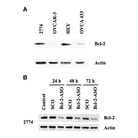 Antisense Bcl 2 Down Regulates Bcl 2 In 2774 Ovarian Cancer Cells A Download Scientific