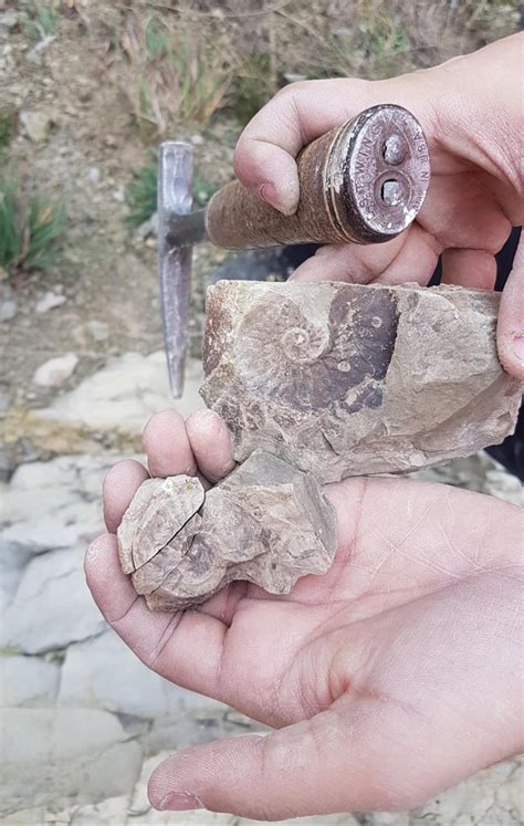 When The Wrong Side Of The Fossil Breaks While Cracking Open Rocks