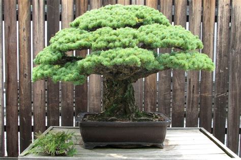 5 Oldest Bonsai Trees In The World | Bonsai Tree Gardener