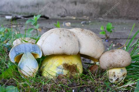 Caloboletus Radicans O Bolete Enraizante O Bolete Blanquecino Dos