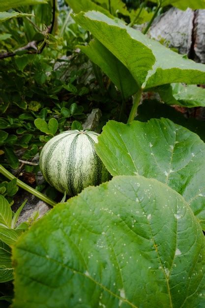 Premium Photo | Traditional mexican agriculture