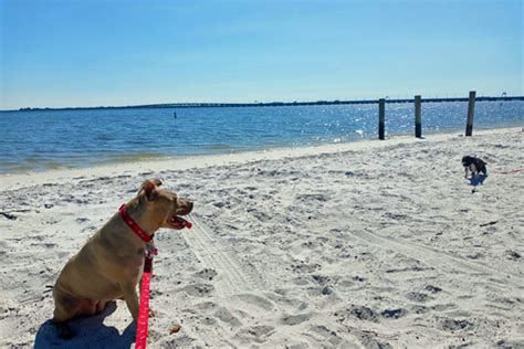 COURTNEY CAMPBELL CAUSEWAY BEACH TRAIL I Love Clearwater