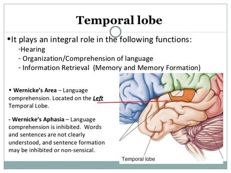 The Human Brain Presentation