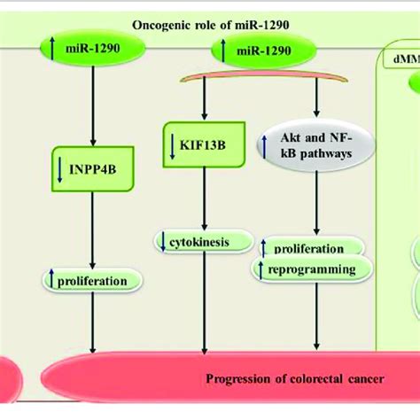 Oncogenic Influence Of Mir 1290 In Squamous Cell Carcinoma And