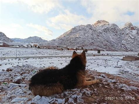 In Photos Egypts Saint Catherine Covered In Snow Egyptian Streets