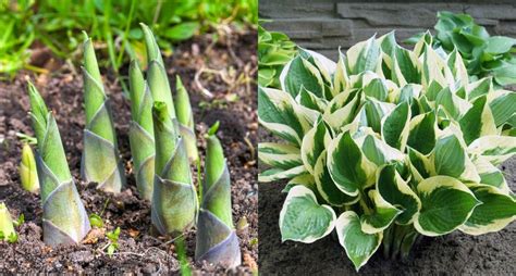 Yes You Can Eat Hostas Heres How To Harvest Them The Tastiest Bits