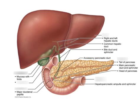 Liver Pancreas Duodenum Diagram Quizlet