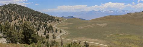 Ancient Bristlecone Pine Forest - ESIA