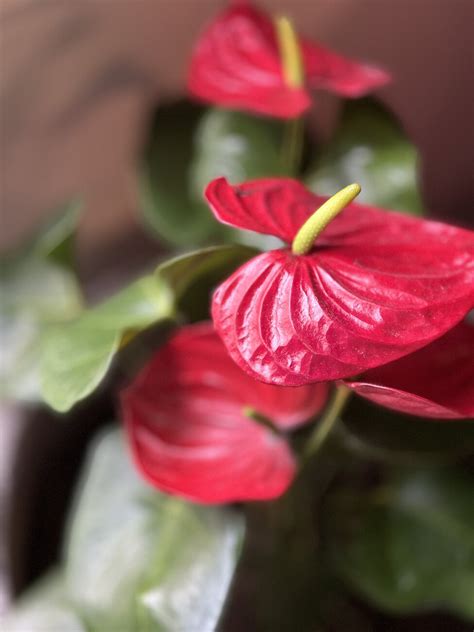 flores photonet