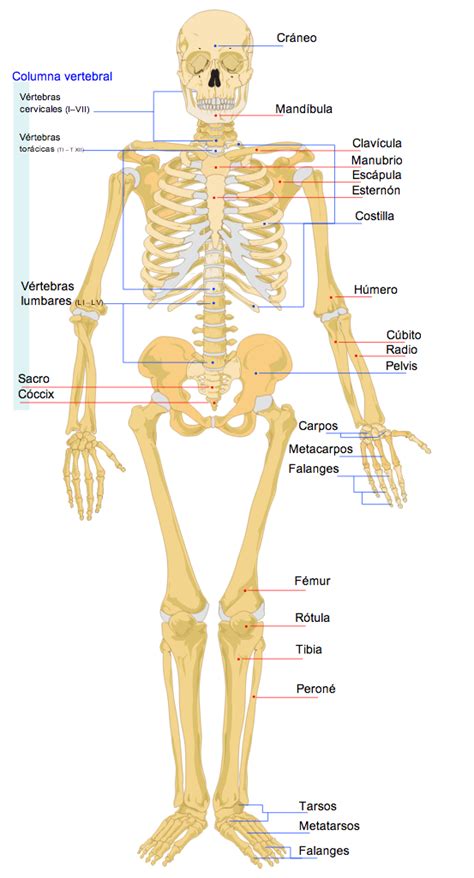 Sistemas Del Cuerpo Humano Sistema Oseo