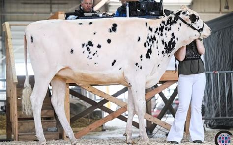 Showtime! How to Get Your Farm Animals Fair-Ready