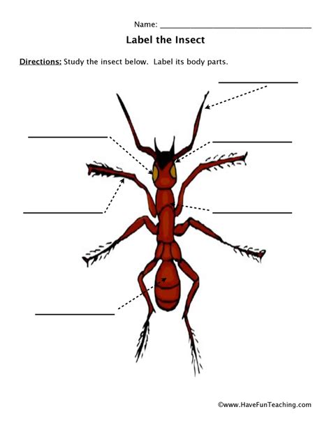 Ant Body Parts Worksheet By Teach Simple