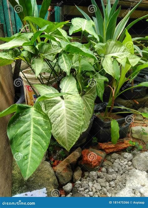 Broadleaf Ornamental Plants in the Yard Editorial Photo - Image of yard