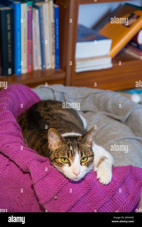 Tabby And White Cat Lying In His Bed And Looking At The Camera Stock