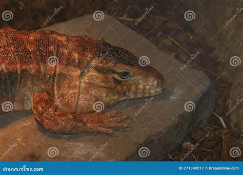 Closeup Of Large Endangered Red Tegu Lizard Tupinambis Rufescens In